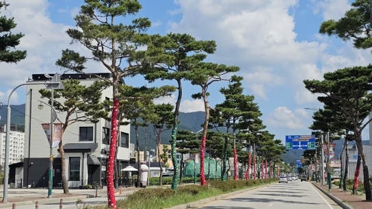 고창군, 가로수 해충 포집용 수목보호대 설치