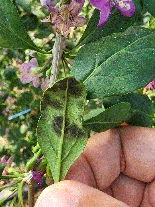 “수확기 구기자…병해충 방제 힘써야”