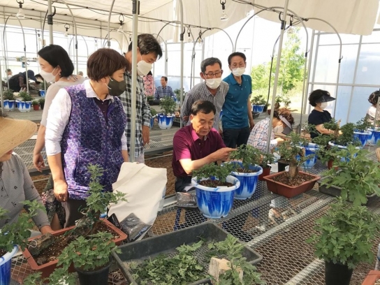 함양군, 제6회 국화분재 재배기술교육 교육생 모집