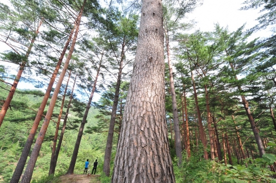 산림청, 우리 땅에서 자란 우수한 목재로 국가유산 복원지원…춘양목 등 2,413그루 공급