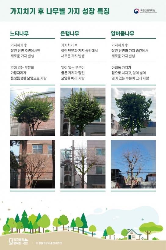 국립산림과학원, 아름다운 가로수를 위한 올바른 가지치기 방안 제시
