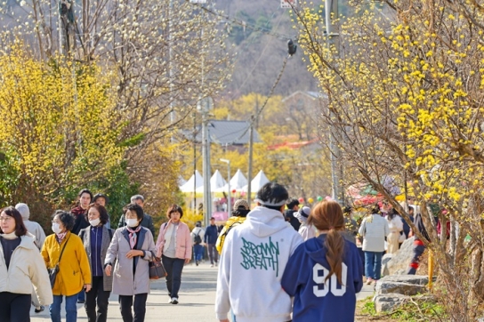 제26회 이천백사산수유꽃축제, 차분한 분위기 속에 무사히 마무리
