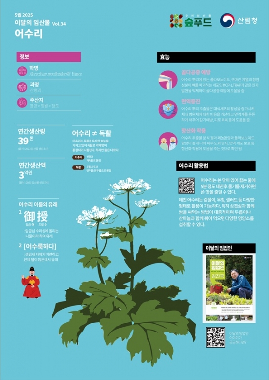 산림청, 5월 이달의 임산물로 ‘어수리’ 선정