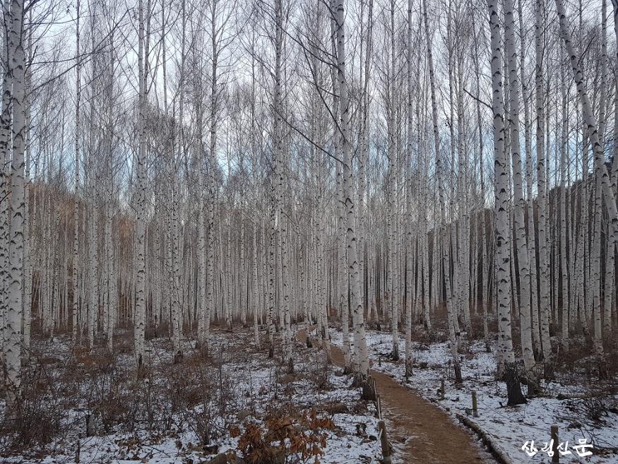 겨울 인제 자작나무 숲 경관 1.jpg