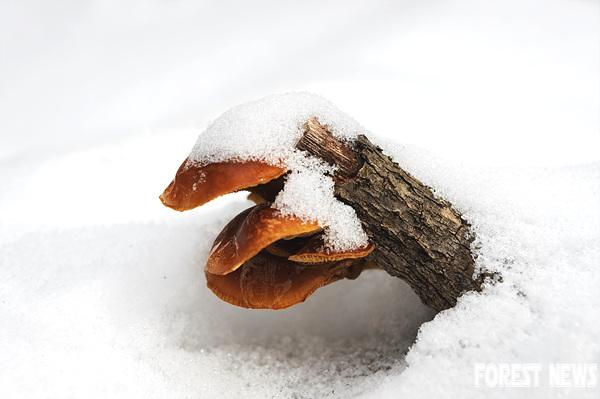 팽나무버섯은 겨울에 나오지요-1.jpg
